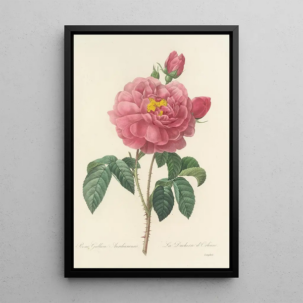 Choix des plus belles fleurs pl 090 - Pierre Joseph Redouté — quadro incorniciato alla parete