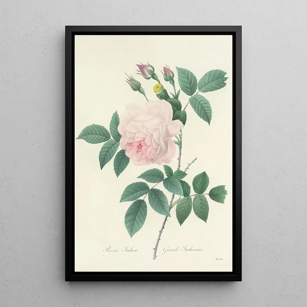 Choix des plus belles fleurs pl 091 - Pierre Joseph Redouté — quadro incorniciato alla parete