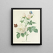 Scelta dei fiori più belli pl 092 - Pierre-Joseph Redouté — quadro incorniciato alla parete