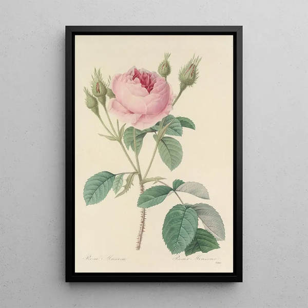 Choix des plus belles fleurs pl 093 - Pierre Joseph Redouté — quadro incorniciato alla parete