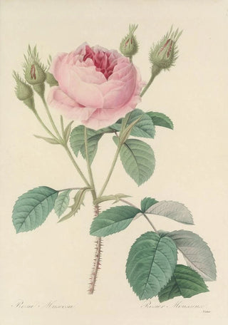 Pierre Joseph Redout - Choix des plus belles fleurs pl 093.webp