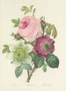 Scelta dei fiori più belli pl 095 - Pierre-Joseph Redouté — vista dell’opera