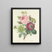 Scelta dei fiori più belli pl 095 - Pierre-Joseph Redouté — quadro incorniciato alla parete