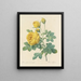 Scelta dei fiori più belli pl 096 - Pierre-Joseph Redouté — quadro incorniciato alla parete