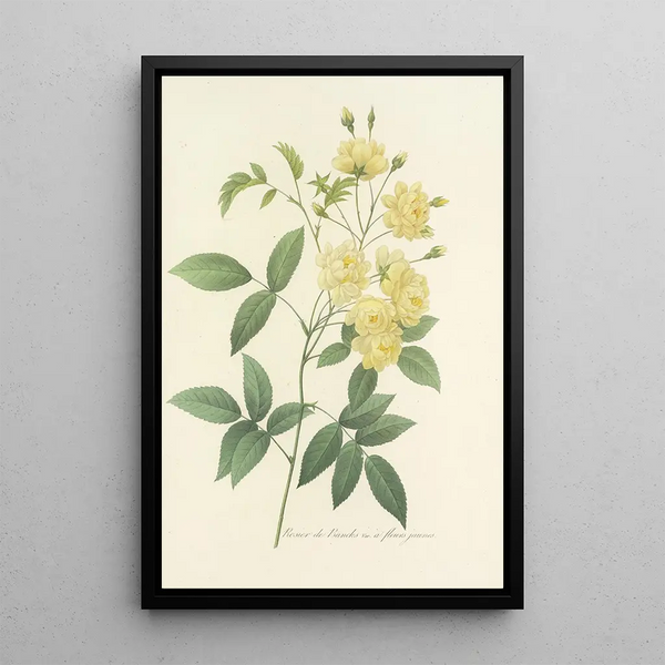 Choix des plus belles fleurs pl 097 - Pierre Joseph Redouté — quadro incorniciato alla parete