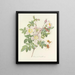 Scelta dei fiori più belli pl 098 - Pierre-Joseph Redouté — quadro incorniciato alla parete