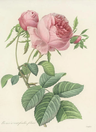 Pierre Joseph Redout - Choix des plus belles fleurs pl 099.webp