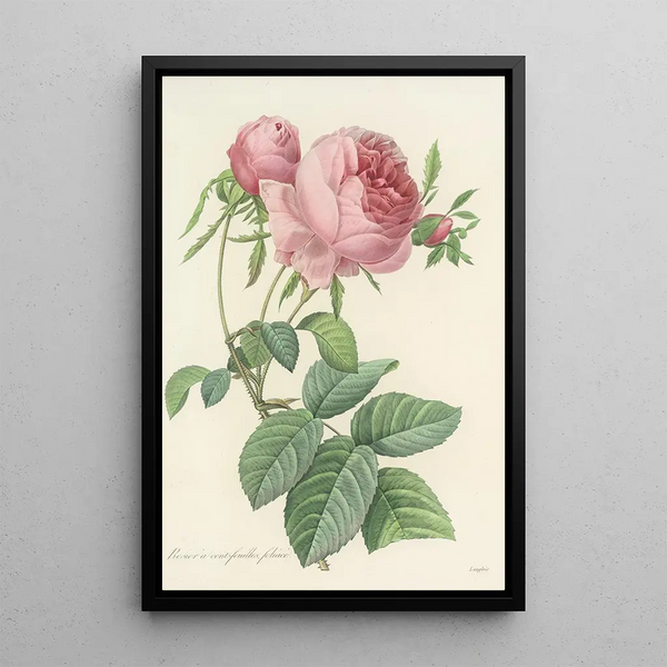 Choix des plus belles fleurs pl 099 - Pierre Joseph Redouté — quadro incorniciato alla parete