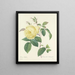 Scelta dei fiori più belli pl 100 - Pierre-Joseph Redouté — quadro incorniciato alla parete
