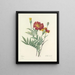 Scelta dei fiori più belli pl 104 - Pierre-Joseph Redouté — quadro incorniciato alla parete