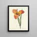 Scelta dei fiori più belli pl 105 - Pierre-Joseph Redouté — quadro incorniciato alla parete