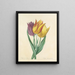 Scelta dei fiori più belli pl 108 - Pierre-Joseph Redouté — quadro incorniciato alla parete
