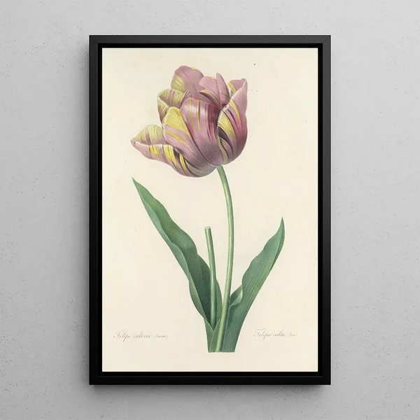 Choix des plus belles fleurs pl 109 - Pierre Joseph Redouté — quadro incorniciato alla parete