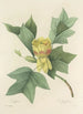 Choix des plus belles fleurs pl 110 - Pierre Joseph Redouté — vista dell’opera