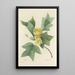 Choix des plus belles fleurs pl 110 - Pierre Joseph Redouté — quadro incorniciato alla parete