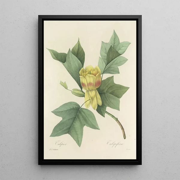 Choix des plus belles fleurs pl 110 - Pierre Joseph Redouté — quadro incorniciato alla parete