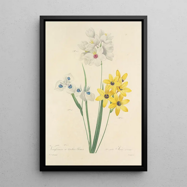 Choix des plus belles fleurs pl 111 - Pierre Joseph Redouté — quadro incorniciato alla parete