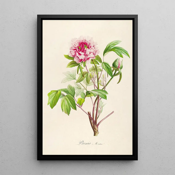 Description des plantes rares cultivées à Malmaison et à Navarre Pl01 - Pierre Joseph Redouté — quadro incorniciato alla parete
