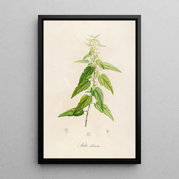 Description des plantes rares cultivées à Malmaison et à Navarre Pl02 - Pierre Joseph Redouté — quadro incorniciato alla parete