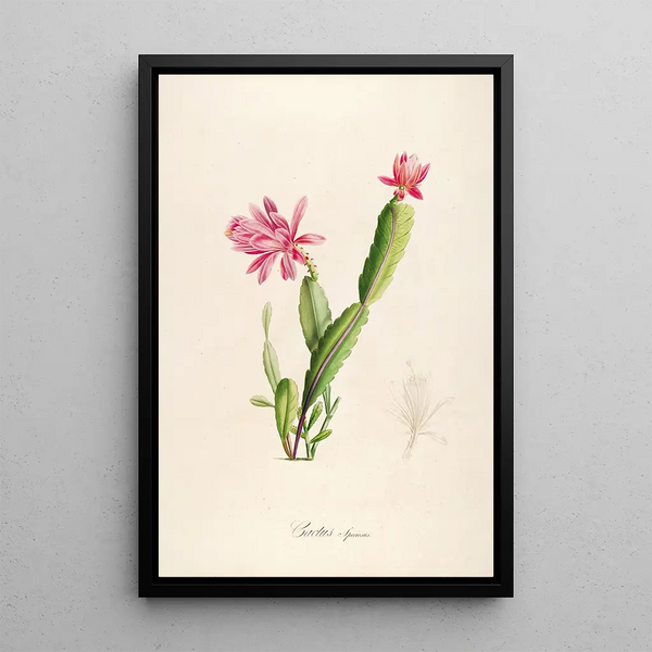 Description des plantes rares cultivées à Malmaison et à Navarre Pl03 - Pierre Joseph Redouté — quadro incorniciato alla parete