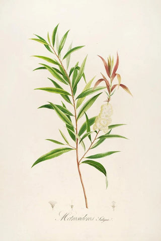 Pierre Joseph Redout - Description des plantes rares cultivees a Malmaison et a Navarre Pl04.webp