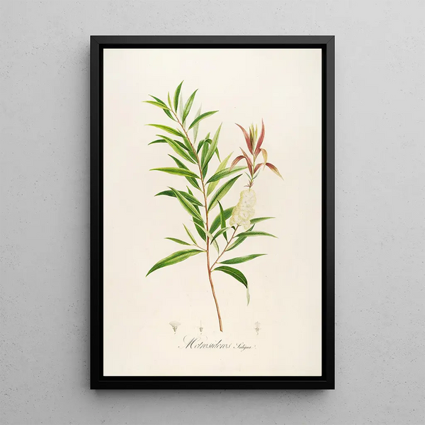 Description des plantes rares cultivées à Malmaison et à Navarre Pl04 - Pierre Joseph Redouté — quadro incorniciato alla parete