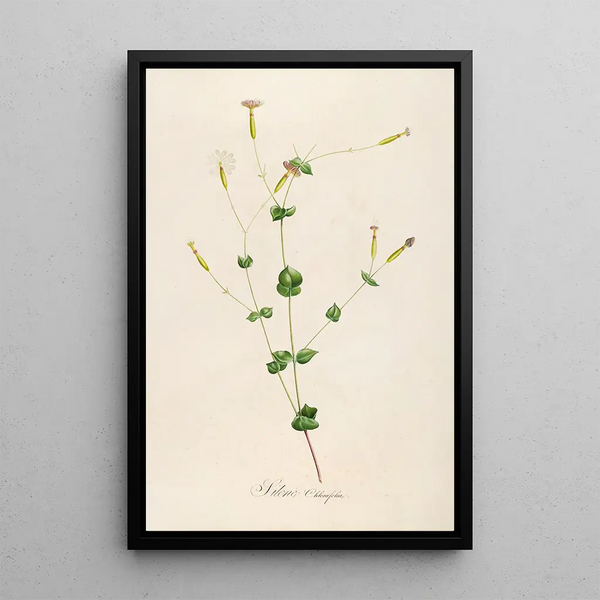Description des plantes rares cultivées à Malmaison et à Navarre Pl05 - Pierre Joseph Redouté — quadro incorniciato alla parete