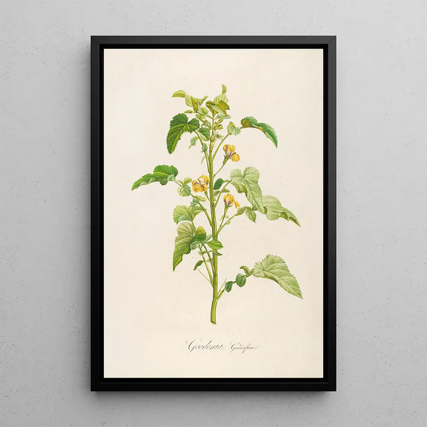Description des plantes rares cultivées à Malmaison et à Navarre Pl06 - Pierre Joseph Redouté — quadro incorniciato alla parete