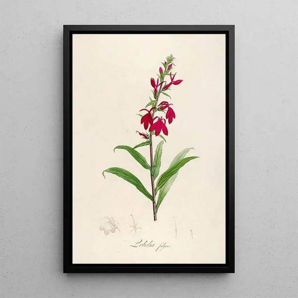 Description des plantes rares cultivées à Malmaison et à Navarre Pl07 - Pierre Joseph Redouté — quadro incorniciato alla parete