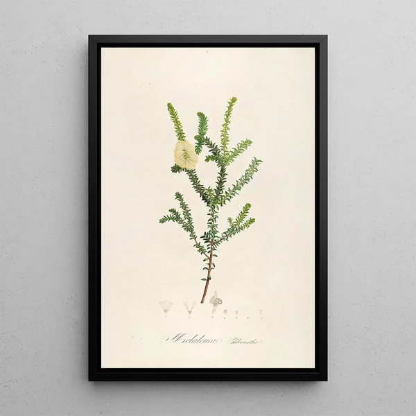 Description des plantes rares cultivées à Malmaison et à Navarre Pl08 - Pierre Joseph Redouté — quadro incorniciato alla parete