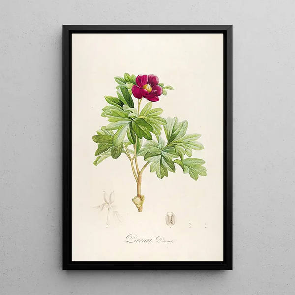 Description des plantes rares cultivées à Malmaison et à Navarre Pl09 - Pierre Joseph Redouté — quadro incorniciato alla parete