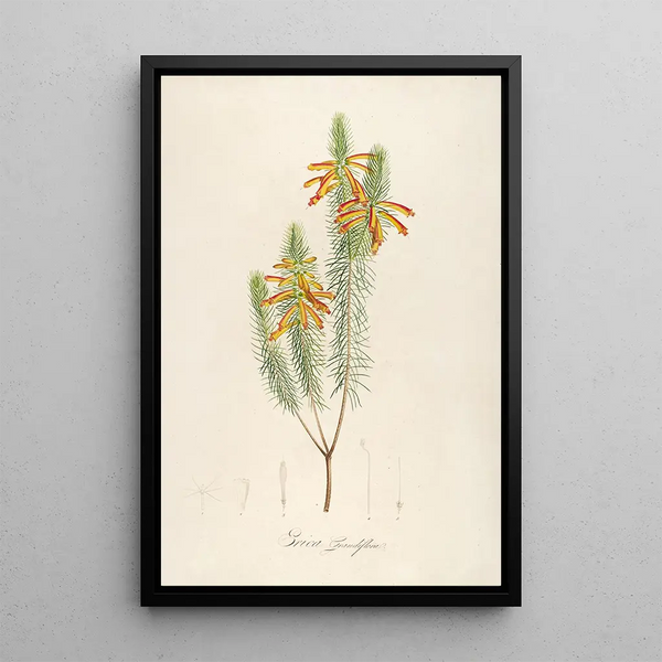 Description des plantes rares cultivées à Malmaison et à Navarre Pl10 - Pierre Joseph Redouté — quadro incorniciato alla parete