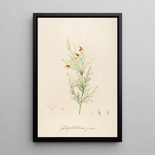 Description des plantes rares cultivées à Malmaison et à Navarre Pl11 - Pierre Joseph Redouté — quadro incorniciato alla parete