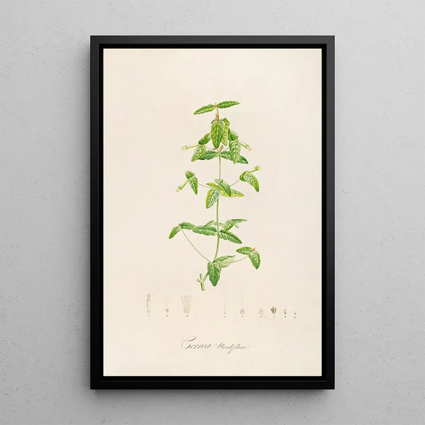 Description des plantes rares cultivées à Malmaison et à Navarre Pl12 - Pierre Joseph Redouté — quadro incorniciato alla parete