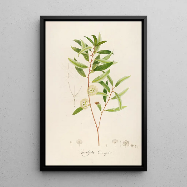 Description des plantes rares cultivées à Malmaison et à Navarre Pl13 - Pierre Joseph Redouté — quadro incorniciato alla parete