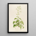 Description des plantes rares cultivées à Malmaison et à Navarre Pl14 - Pierre Joseph Redouté — quadro incorniciato alla parete