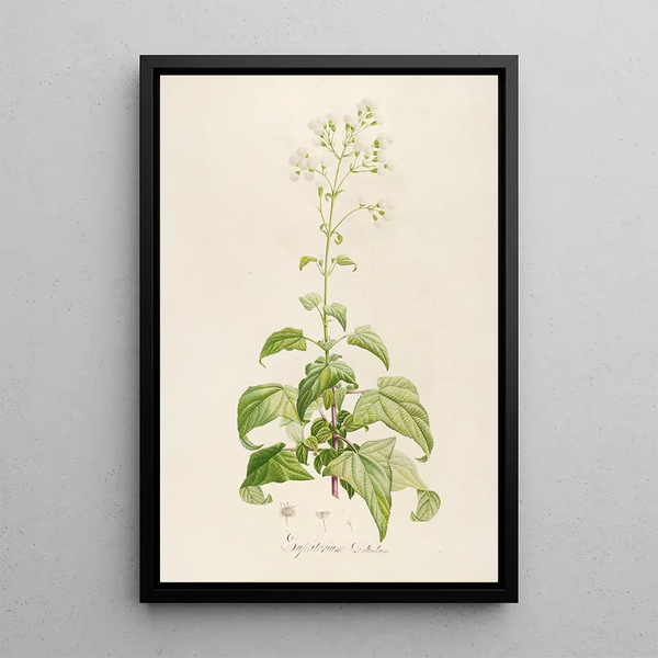 Description des plantes rares cultivées à Malmaison et à Navarre Pl14 - Pierre Joseph Redouté — quadro incorniciato alla parete