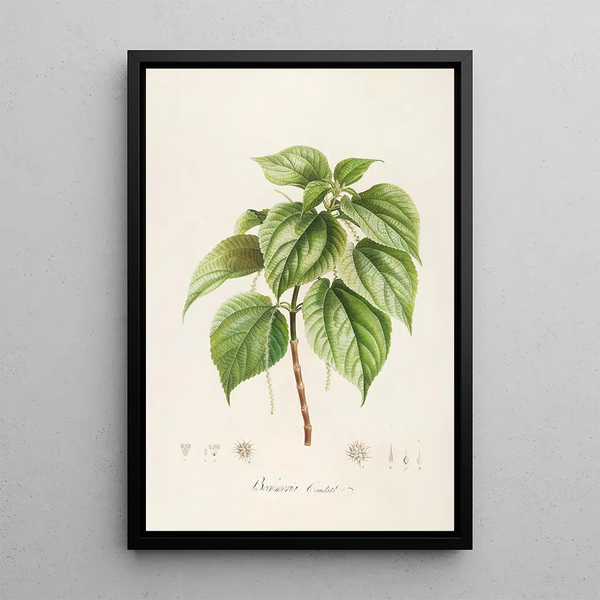 Description des plantes rares cultivées à Malmaison et à Navarre Pl15 - Pierre Joseph Redouté — quadro incorniciato alla parete