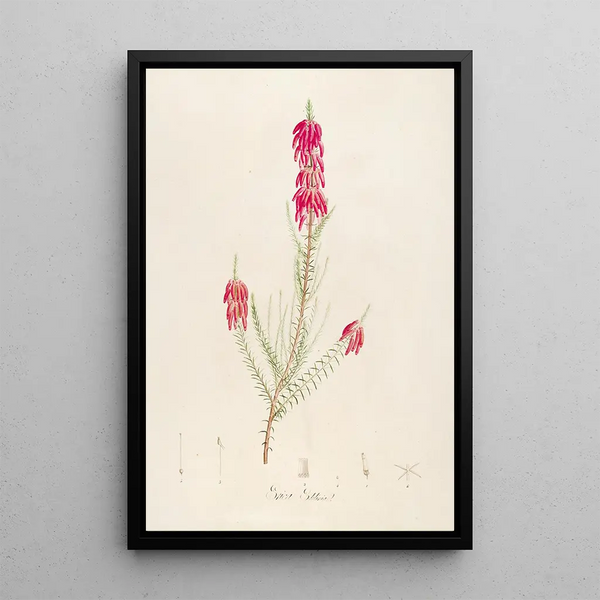 Description des plantes rares cultivées à Malmaison et à Navarre Pl16 - Pierre Joseph Redouté — quadro incorniciato alla parete