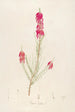 Description des plantes rares cultivées à Malmaison et à Navarre Pl16 - Pierre Joseph Redouté — vista dell’opera