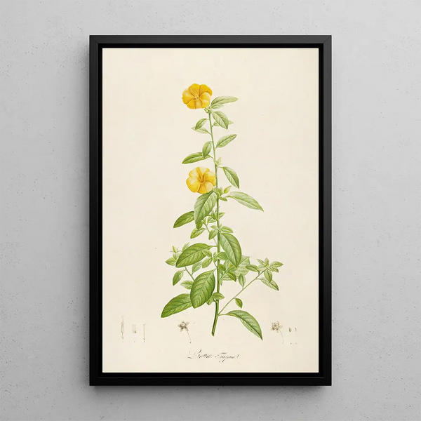 Description des plantes rares cultivées à Malmaison et à Navarre Pl17 - Pierre Joseph Redouté — quadro incorniciato alla parete