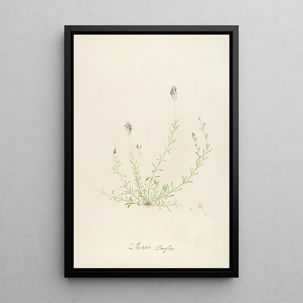 Description des plantes rares cultivées à Malmaison et à Navarre Pl18 - Pierre Joseph Redouté — quadro incorniciato alla parete