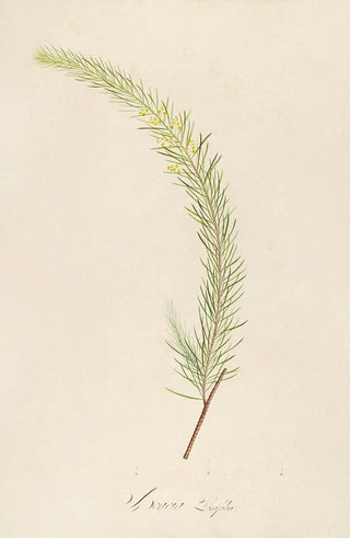 Pierre Joseph Redout - Description des plantes rares cultivees a Malmaison et a Navarre Pl19.webp