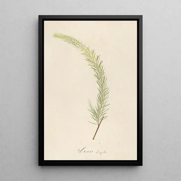 Description des plantes rares cultivées à Malmaison et à Navarre Pl19 - Pierre Joseph Redouté — quadro incorniciato alla parete