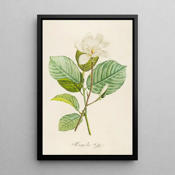 Description des plantes rares cultivées à Malmaison et à Navarre Pl20 - Pierre Joseph Redouté — quadro incorniciato alla parete