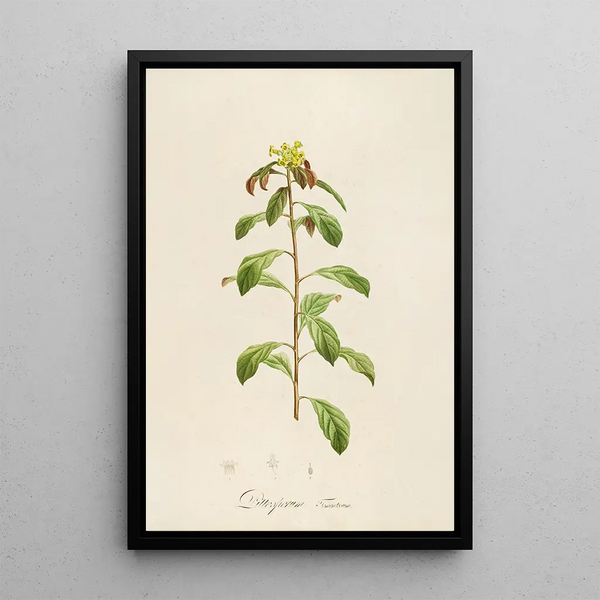 Description des plantes rares cultivées à Malmaison et à Navarre Pl21 - Pierre Joseph Redouté — quadro incorniciato alla parete