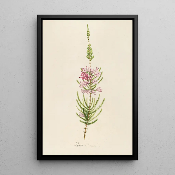 Description des plantes rares cultivées à Malmaison et à Navarre Pl22 - Pierre Joseph Redouté — quadro incorniciato alla parete