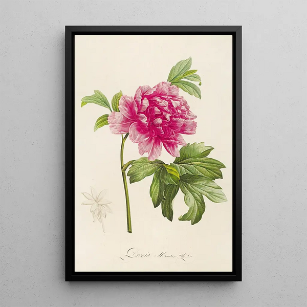 Description des plantes rares cultivées à Malmaison et à Navarre Pl23 - Pierre Joseph Redouté — quadro incorniciato alla parete