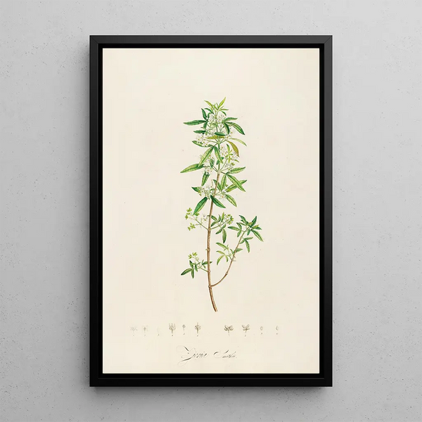 Description des plantes rares cultivées à Malmaison et à Navarre Pl24 - Pierre Joseph Redouté — quadro incorniciato alla parete