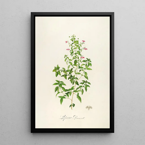 Description des plantes rares cultivées à Malmaison et à Navarre Pl25 - Pierre Joseph Redouté — quadro incorniciato alla parete